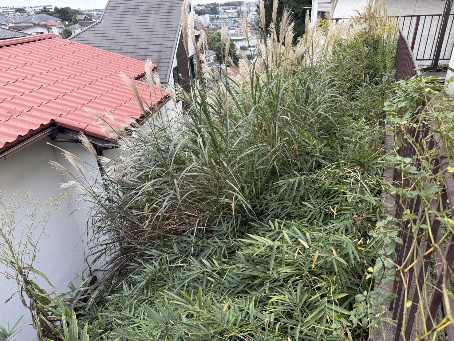 くさ くさ